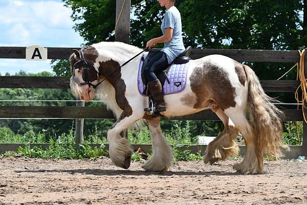 trail-gypsy-vanner-horse