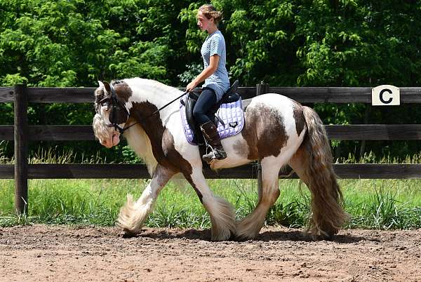 trail-riding-gypsy-vanner-horse