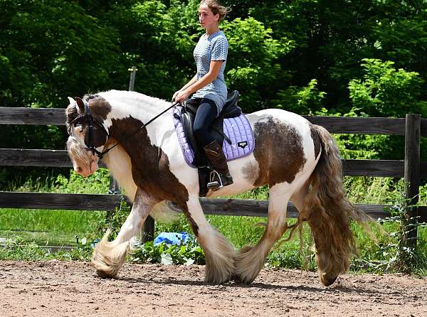 youth-gypsy-vanner-horse