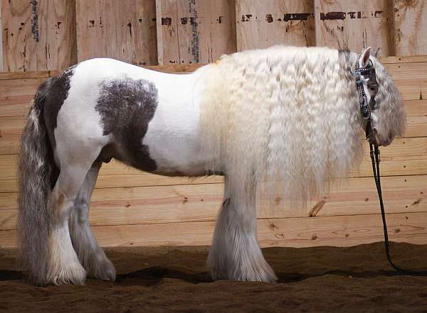 pinto-gypsy-vanner-gelding
