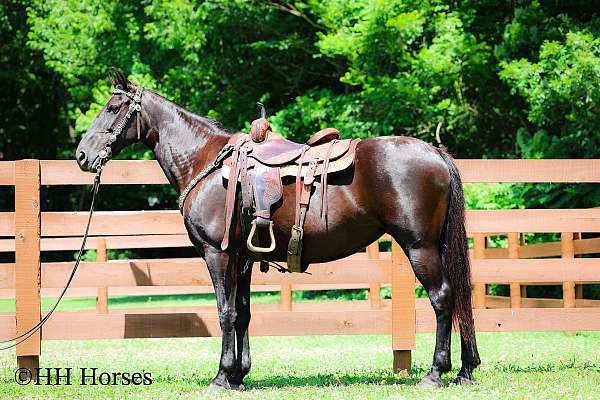 all-around-missouri-fox-trotter-horse