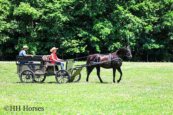 athletic-missouri-fox-trotter-horse