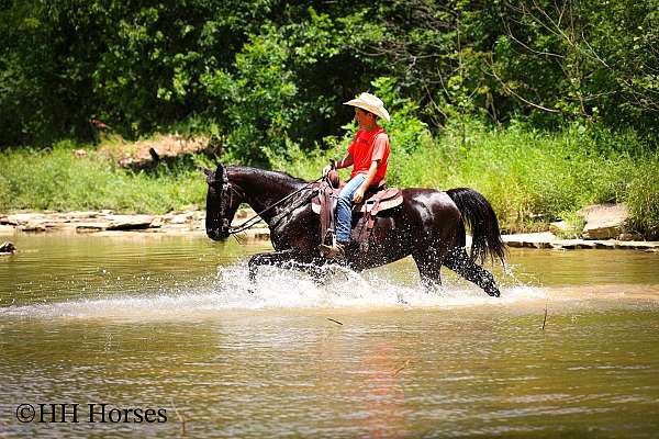 beginner-missouri-fox-trotter-horse
