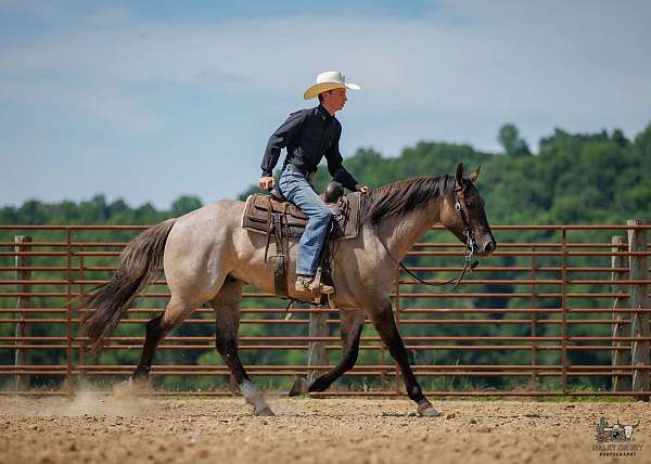 athletic-quarter-horse