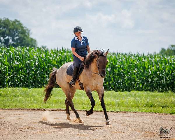 beginner-quarter-horse