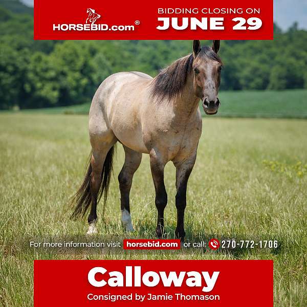 all-around-quarter-horse