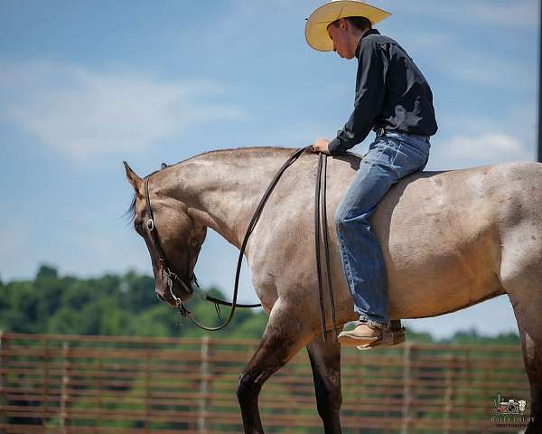 kid-safe-quarter-horse