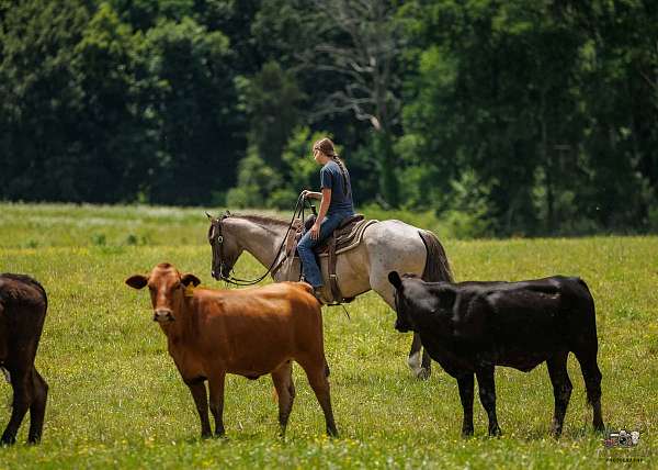 ridden-english-quarter-horse