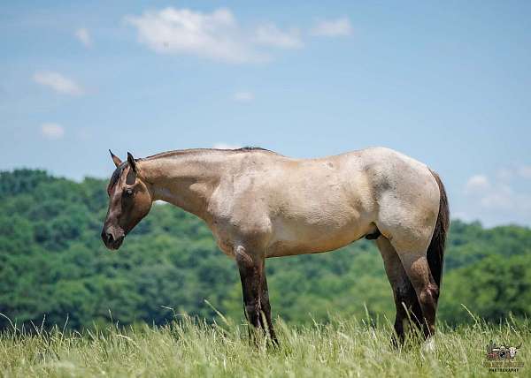 show-hack-quarter-horse
