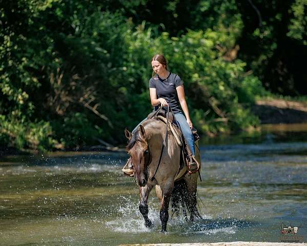 show-quarter-horse