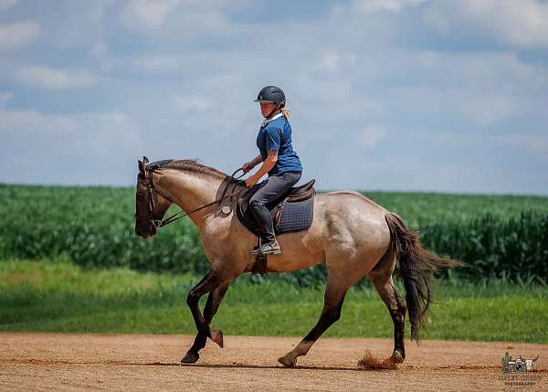 trail-quarter-horse
