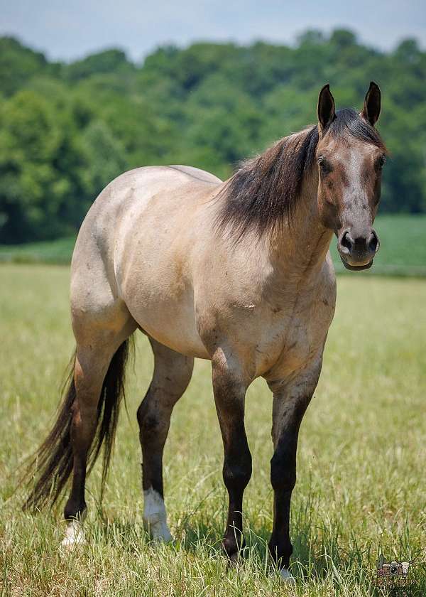 youth-quarter-horse