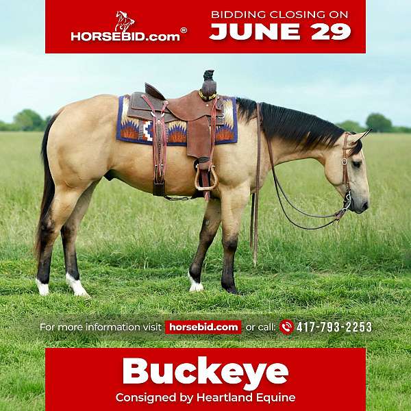 all-around-quarter-horse