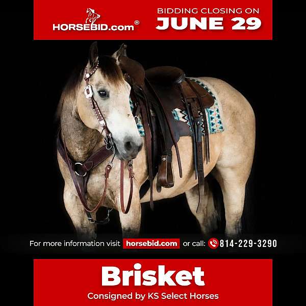 all-around-quarter-horse