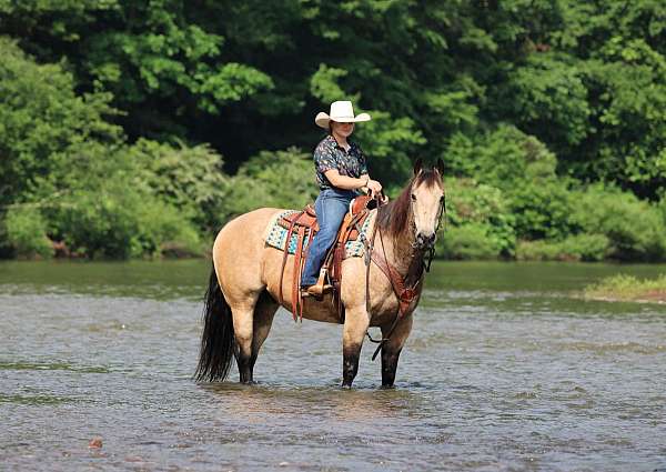 athletic-quarter-horse