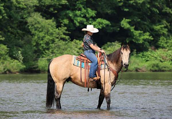 beginner-quarter-horse