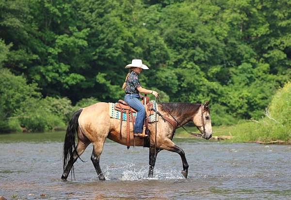 kid-safe-quarter-horse