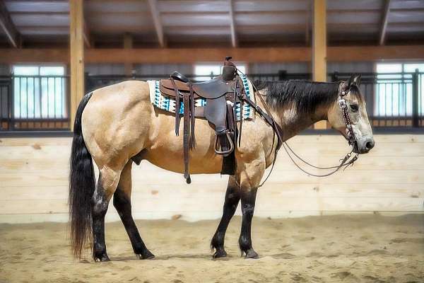 ranch-quarter-horse