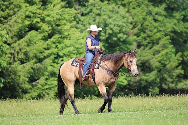 show-quarter-horse