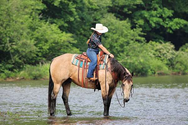 western-riding-quarter-horse