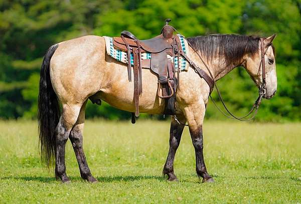 working-cattle-quarter-horse