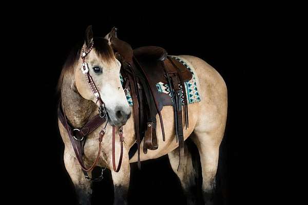 youth-quarter-horse