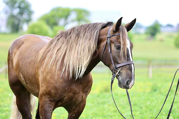 silb-hunter-jumper-horse