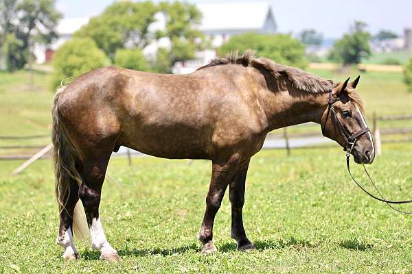 silb-gypsy-vanner-for-sale