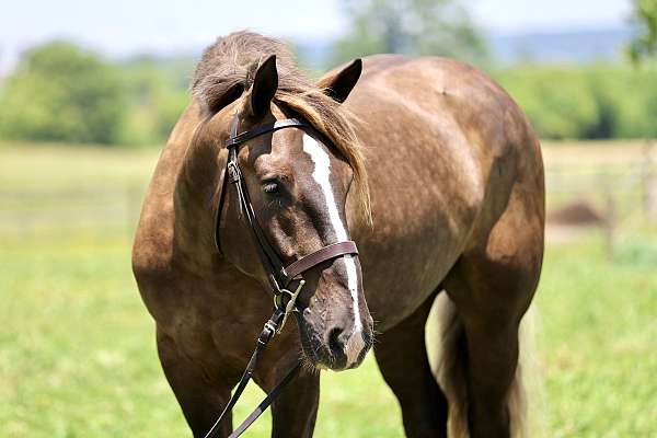 silb-gypsy-vanner