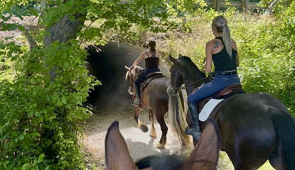 athletic-gypsy-vanner-horse