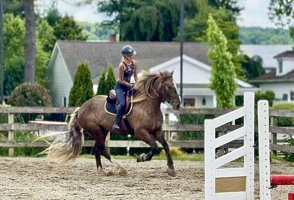 cross-gypsy-vanner-horse