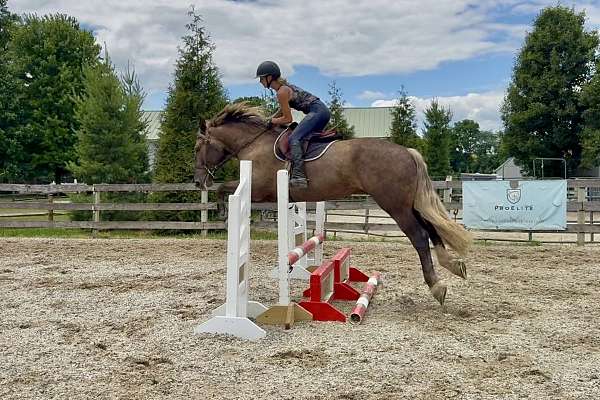 eventing-gypsy-vanner-horse