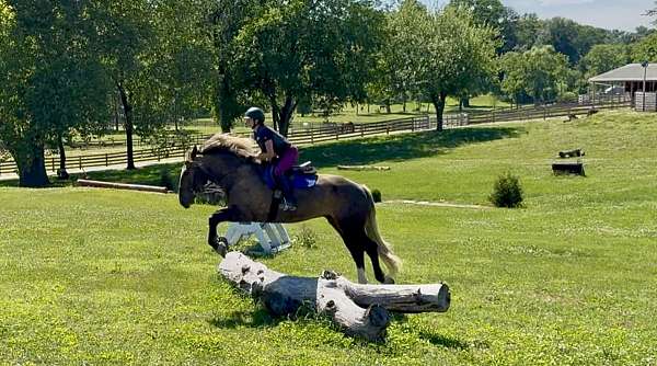flashy-gypsy-vanner-horse