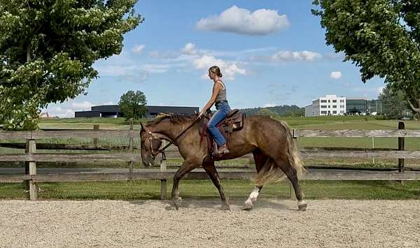 jumping-gypsy-vanner-horse