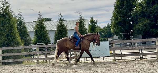 hunter-jumper-gypsy-vanner-horse