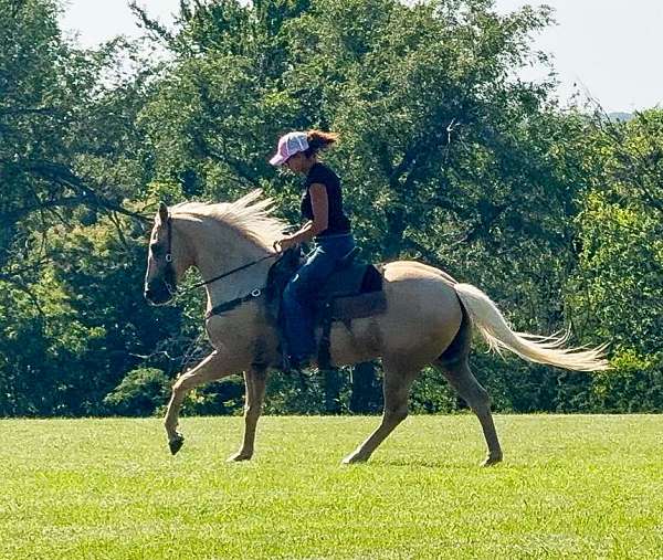 ridden-english-gypsy-vanner-horse