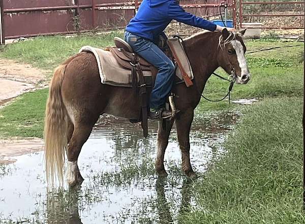 barrel-pony