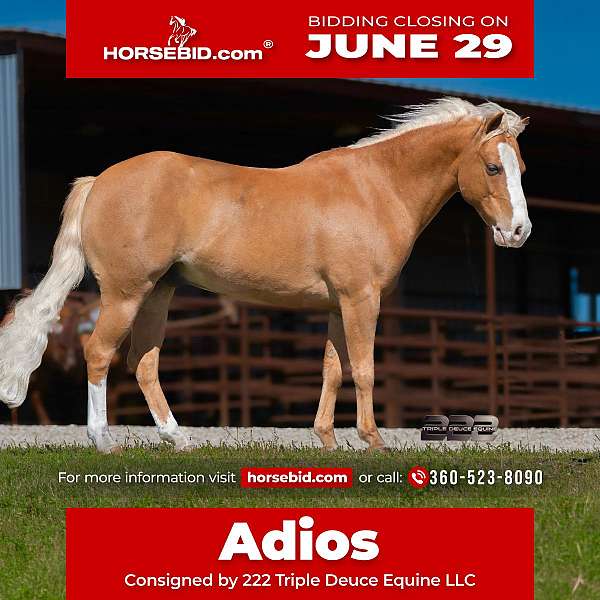all-around-pony