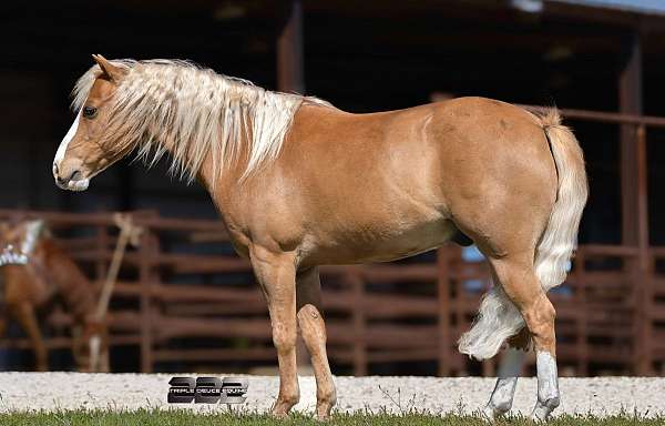 barrel-racing-pony