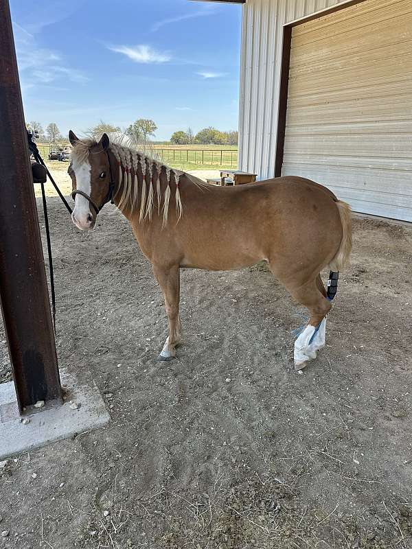 beginner-pony