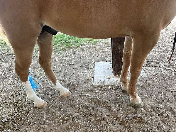 flashy-pony