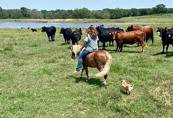 ranch-pony