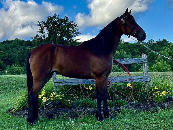 bay-tennessee-walking-mare