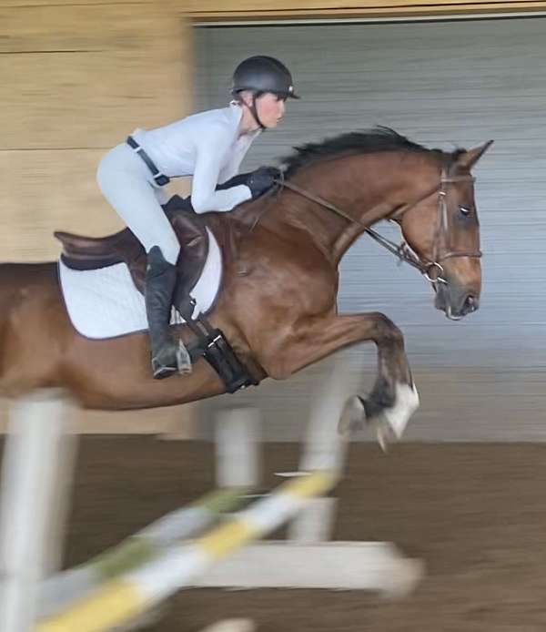 hanoverian-gelding