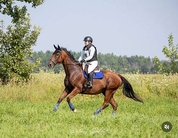 hanoverian-horse-for-sale
