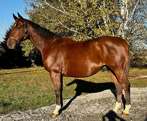 hanoverian-horse