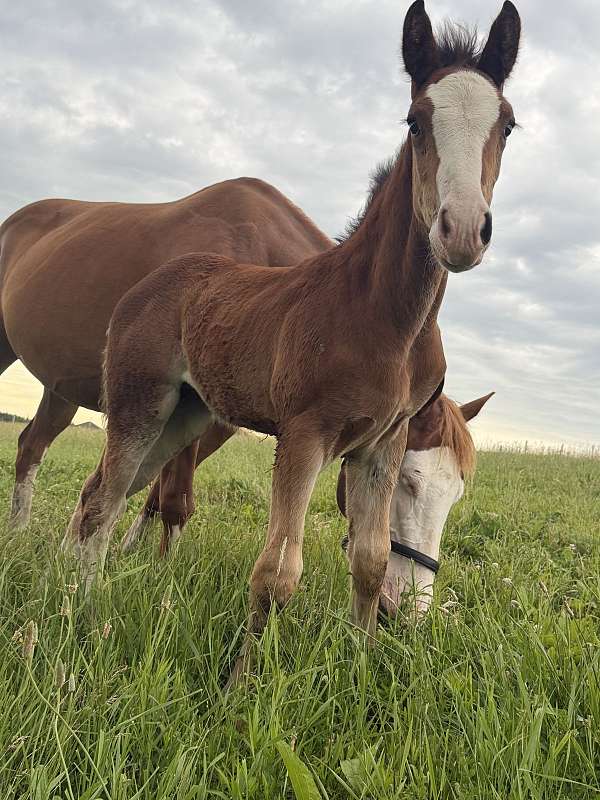 flashy-clydesdale-warmblood-horse
