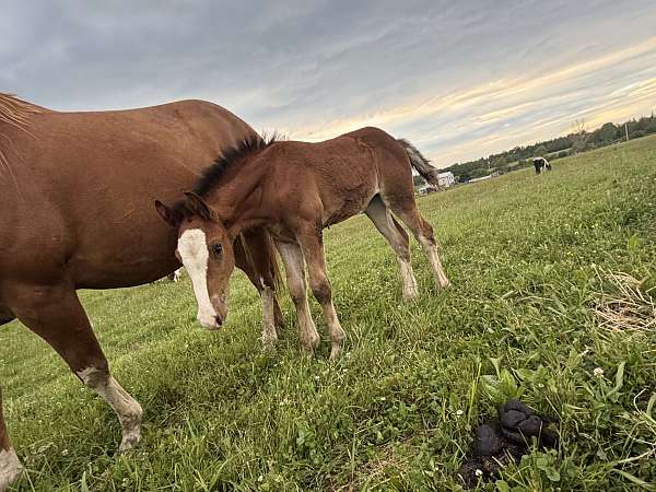 action-warmblood-horse