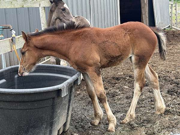 aph-warmblood-horse