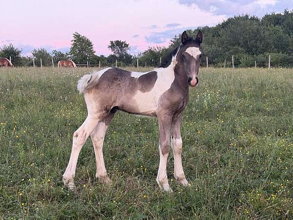 apha-clydesdale-colt
